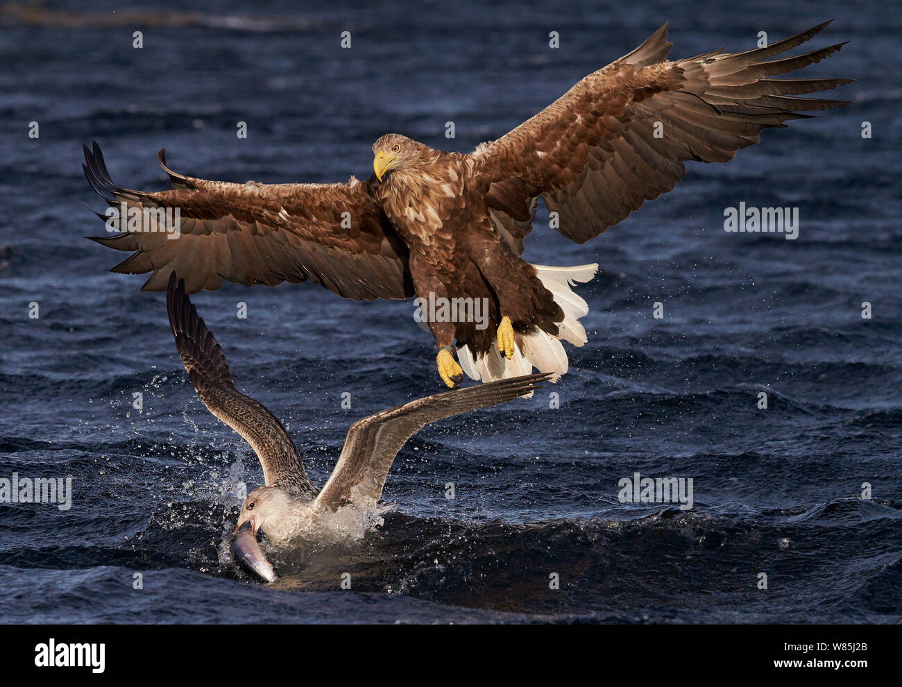 À queue blanche (Haliaeetus albicilla) chasing goéland argenté (Larus argentatus) avec des poissons, de la Norvège, de l'Octobre. Banque D'Images