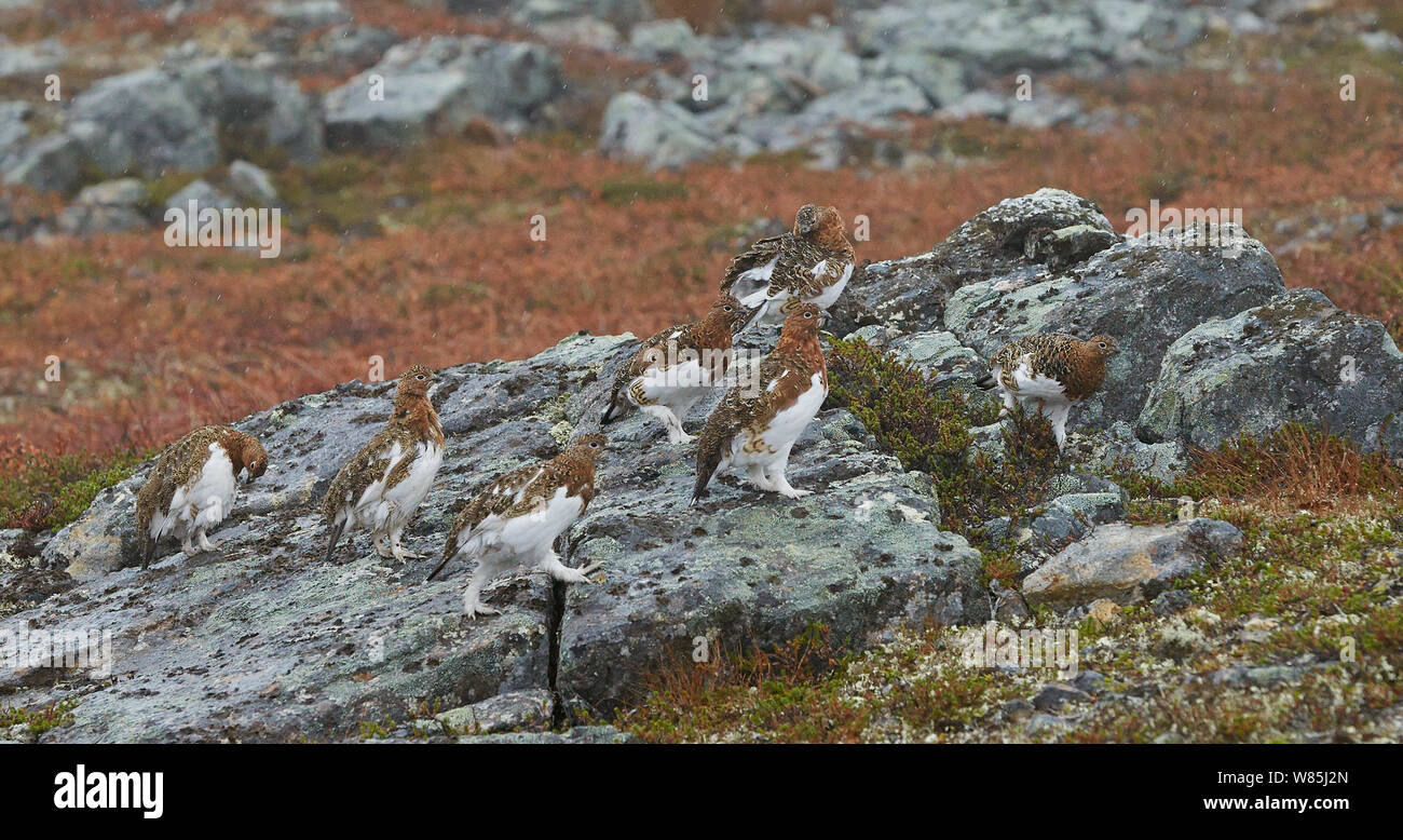 Lagopède des saules (Lagopus) Lagipus sur rochers, Inari, Finlande, septembre. Banque D'Images