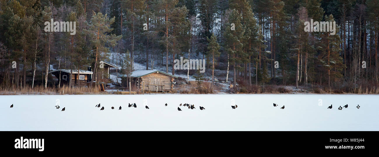 Tétras (Lyrurus tetrix) affichage à lek, Kuusamo, en Finlande, en octobre. Banque D'Images