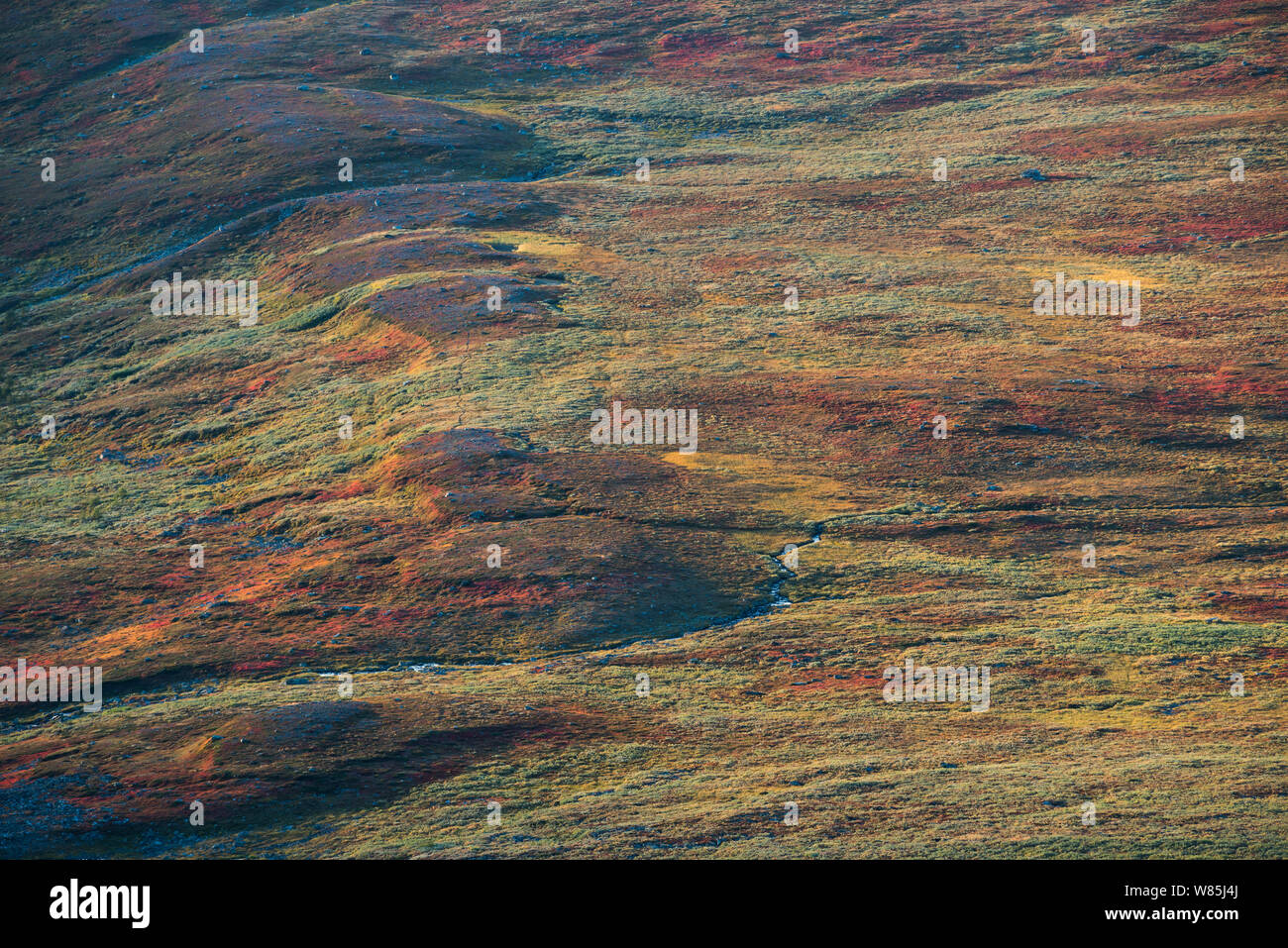 La végétation d'automne au-dessus de la limite forestière dans le Sarek National Park. Laponia Patrimoine mondial, en Laponie suédoise, la Suède. Septembre 2009. Banque D'Images