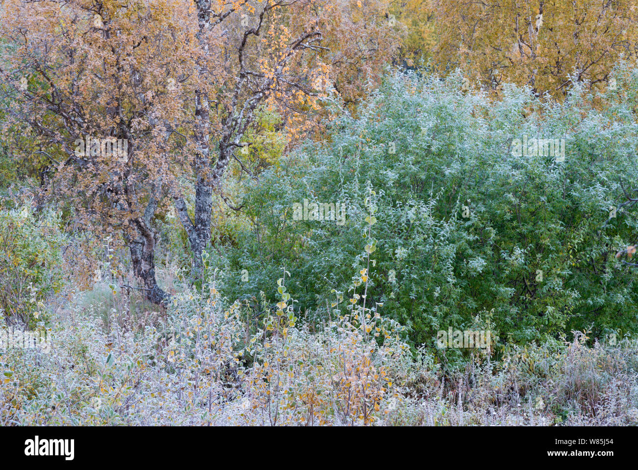 La végétation couverte de gel à l'automne dans le Sarek National Park. Laponia Patrimoine mondial, en Laponie suédoise, la Suède. Septembre 2009. Banque D'Images