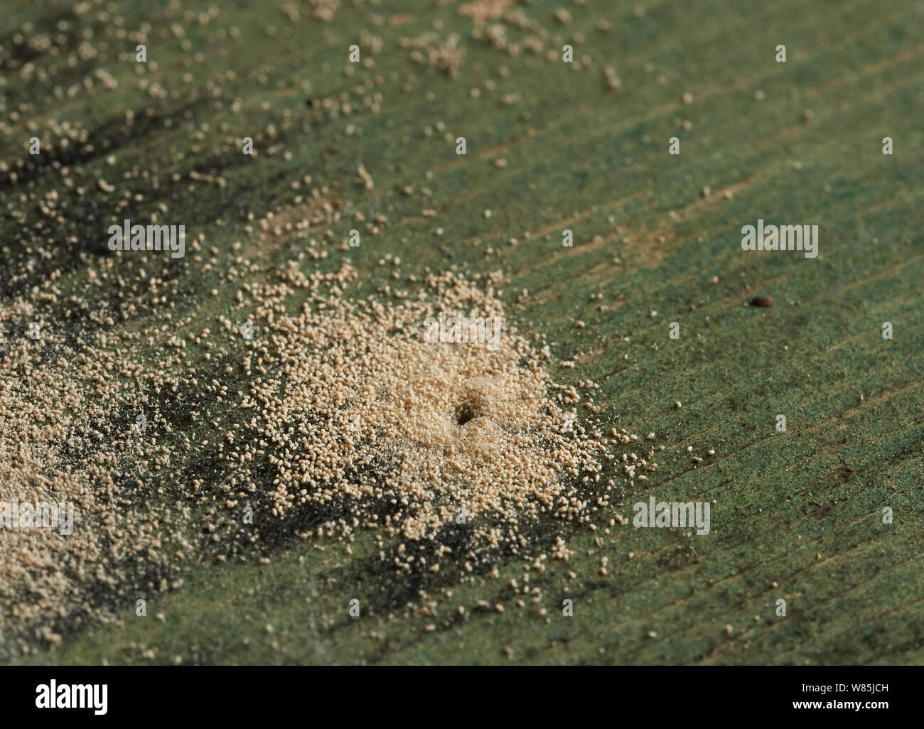 Woodworm Golf Polo ou le mobilier asiatique (Anobium punctatum) trous avec la poussière ou la poudre produite par la larve. Angleterre, Royaume-Uni. En août. Banque D'Images