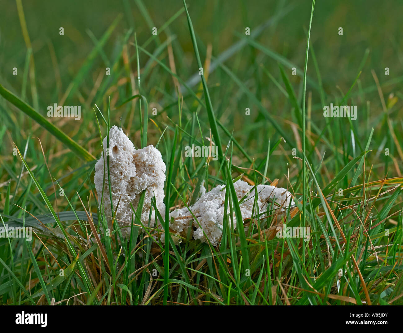 (Myxomycète Mucilago crustacea) Sussex, Angleterre, Royaume-Uni. Novembre. Banque D'Images