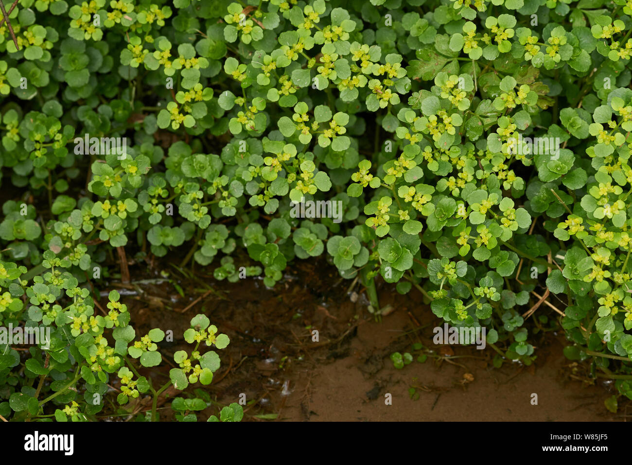 À feuilles opposées (Chrysosplenium oppositifolium golden saxifrage) Sussex, Angleterre, Royaume-Uni. Avril. Banque D'Images