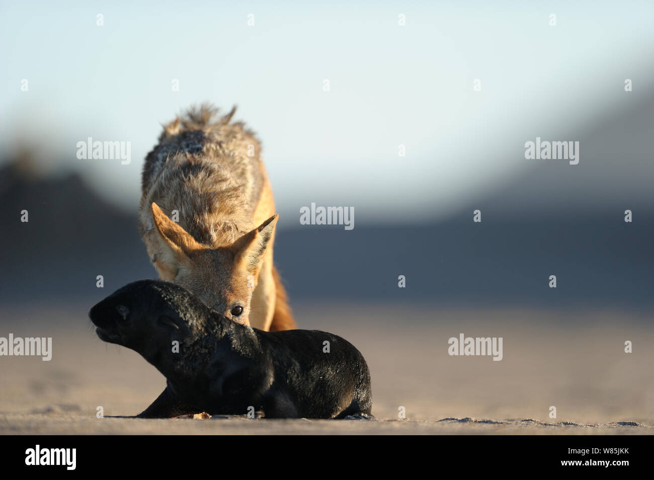Chacal noir soutenu (Canis mesomelas) attaquant Cap (Arctocephalus pusillus) pup, Sperrgebiet Parc National, Namibie, décembre. 1/6 séquence Banque D'Images
