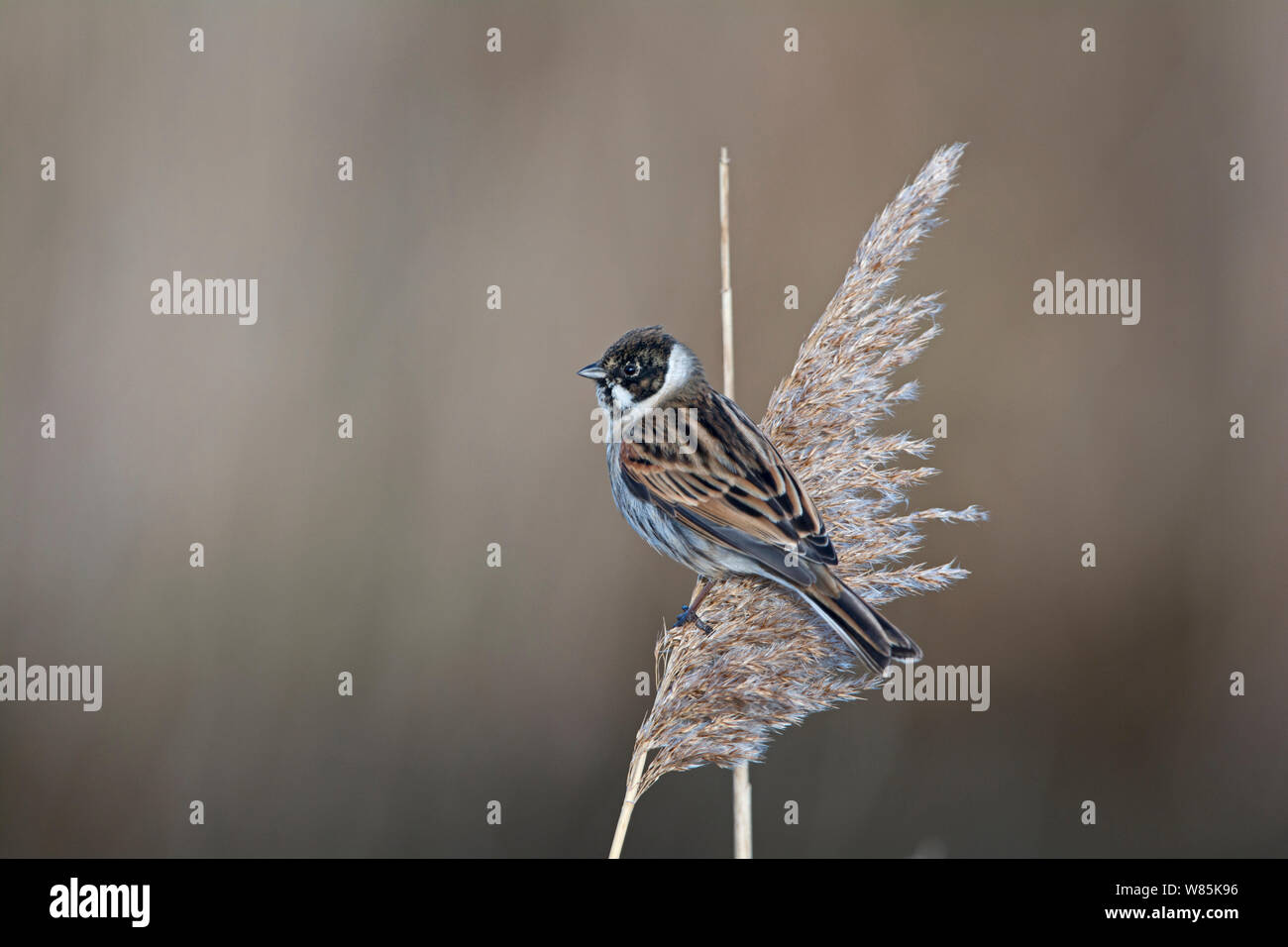 Bruant des roseaux (Emberiza schoeniclus) mâle entrée en plumage nuptial, le CLAJ, Norfolk, Angleterre, Royaume-Uni, mars. Banque D'Images