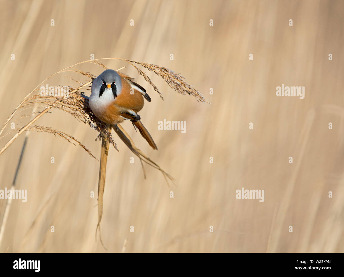 Panurus biarmicus Bearded tit (mâle) se nourrissant de graines de phragmites, Claj Norfolk, Angleterre, Royaume-Uni, mars. Banque D'Images