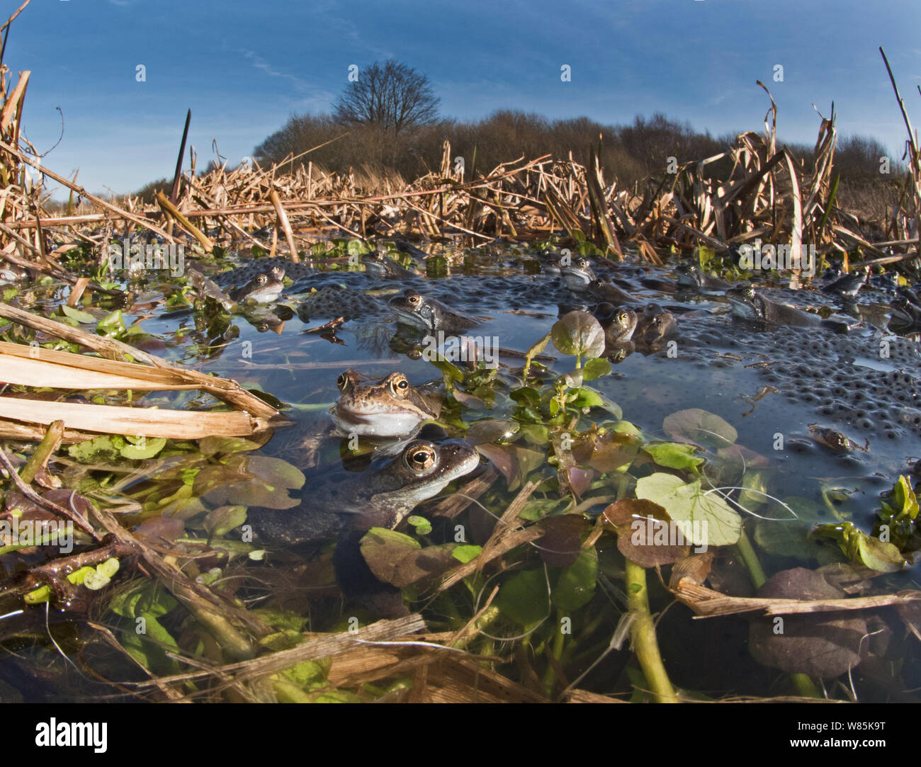 Les grenouilles (Rana temporaria) entouré de frayer en étang, West Runton North Norfolk, Angleterre, Royaume-Uni, mars. Banque D'Images