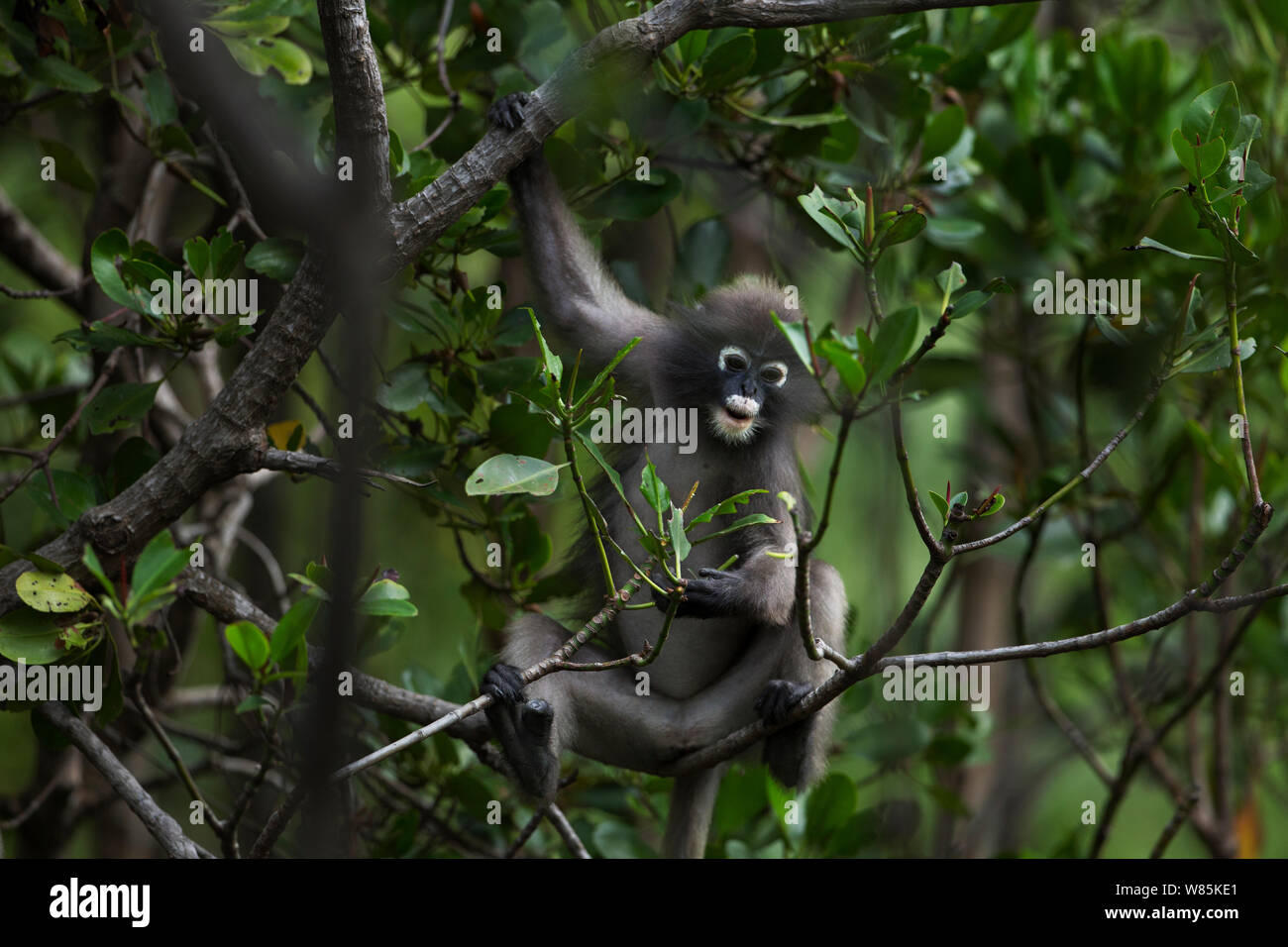 Singe feuille sombre (Trachypithecus obscurus) femelle se nourrissant des feuilles . Khao Sam Roi Yot National Park, Thaïlande. Banque D'Images