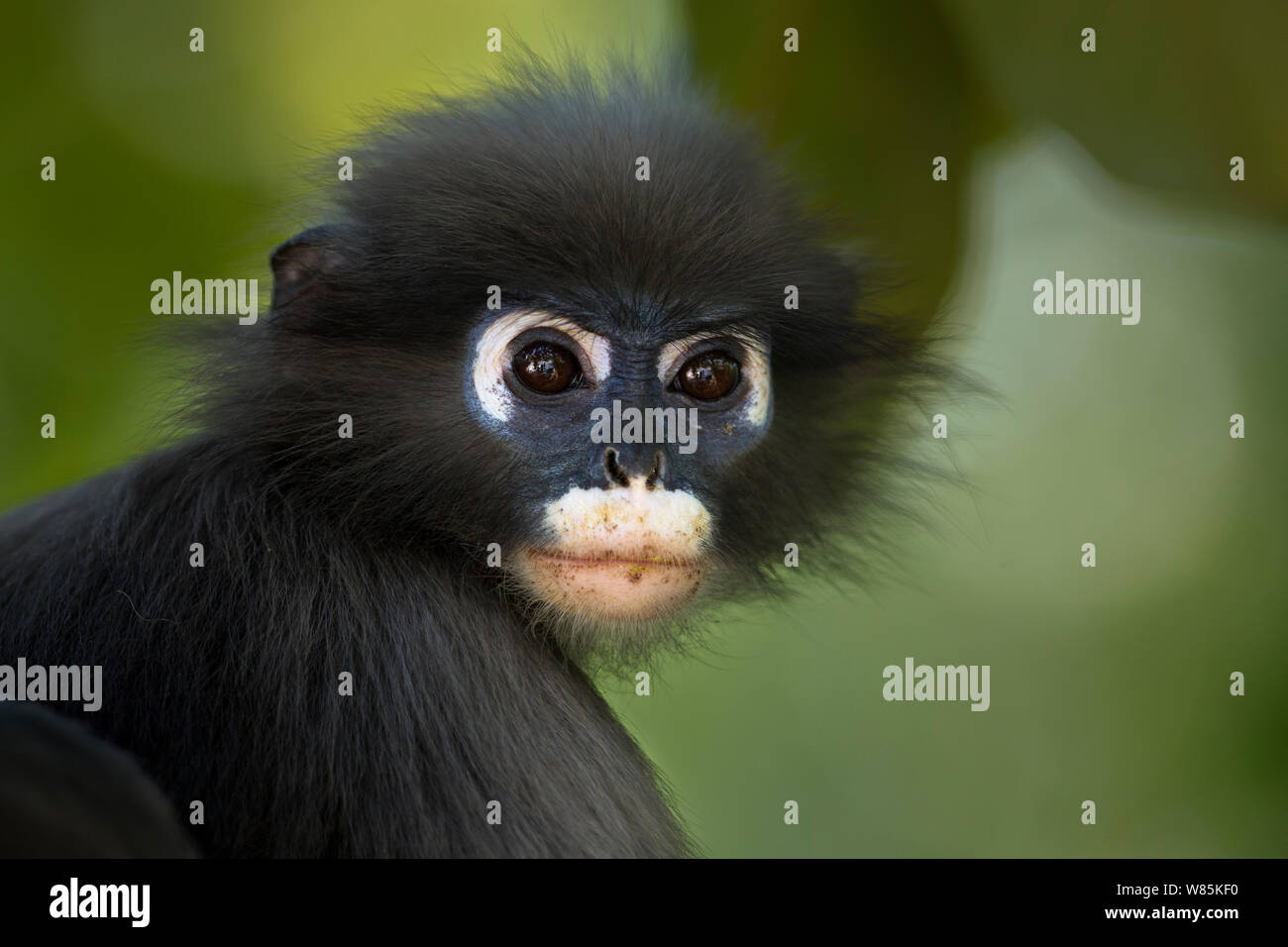 Singe feuille sombre (Trachypithecus obscurus) portrait juvénile . Khao Sam Roi Yot National Park, Thaïlande. Banque D'Images