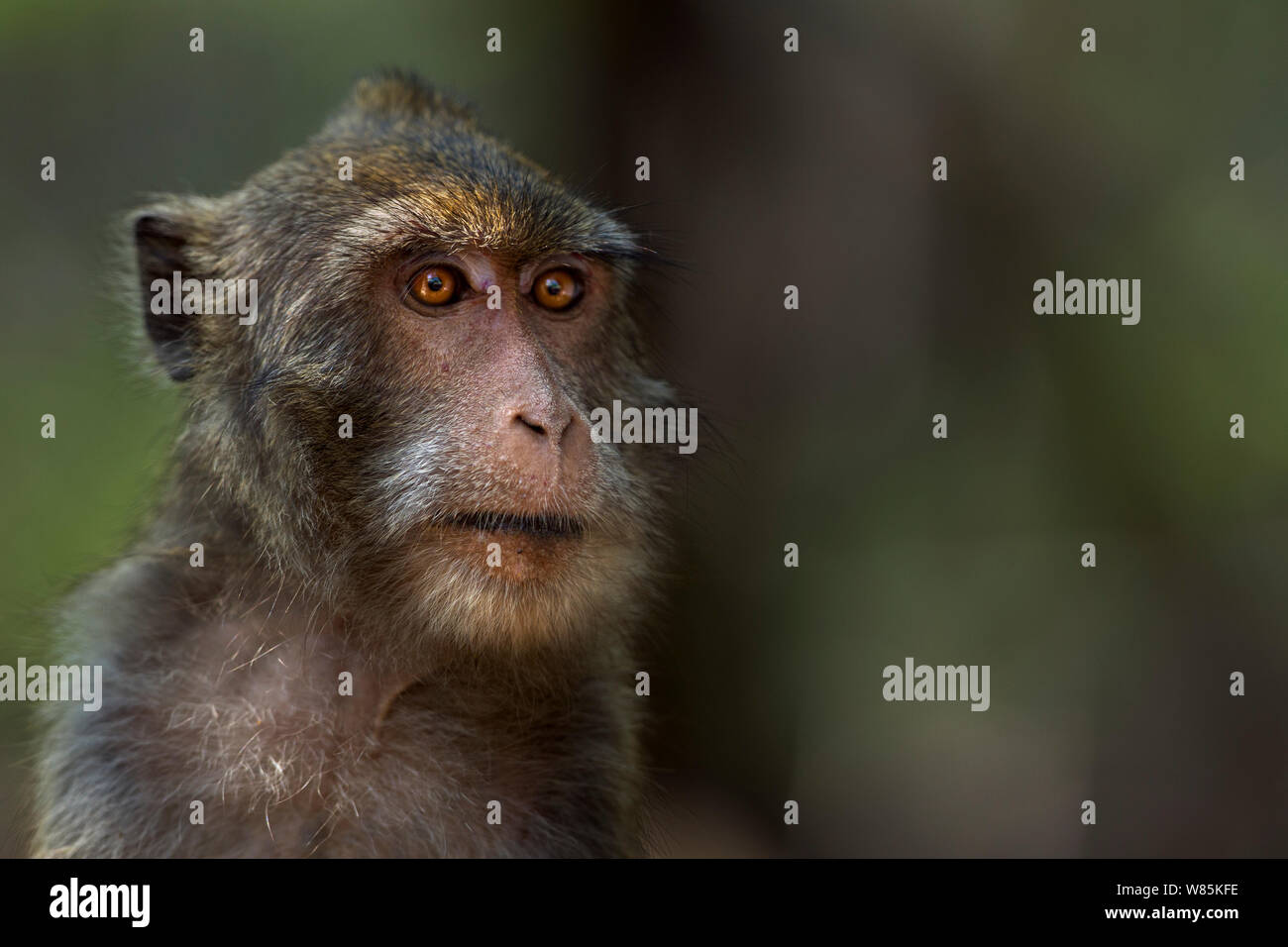 Macaque à longue queue (Macaca fascicularis) portrait féminin. Khao Sam Roi Yot National Park, Thaïlande. Mars 2015. Banque D'Images