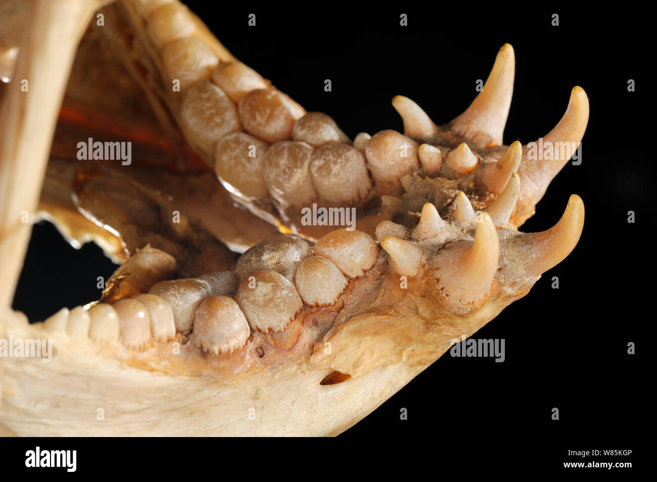 Seawolf (Anarhichas lupus) crâne close up de dents, de l'océan Atlantique, à une une profondeur de 200m. Banque D'Images