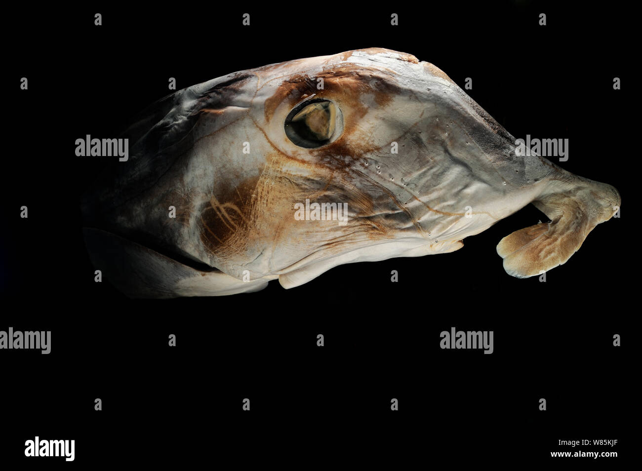 Plownose Deepsea chimera (Callorhinchus callorynchus) spécimen de l'océan Atlantique près de la côte de l'Argentine à une profondeur de 82m. Banque D'Images