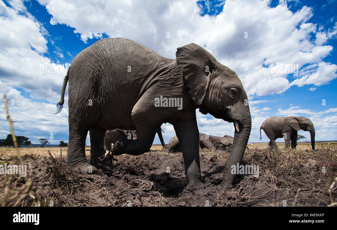 Les éléphants d'Afrique (Loxodonta africana) se vautrer dans un étang, grand angle de vue. Masai Mara National Reserve, Kenya. Banque D'Images