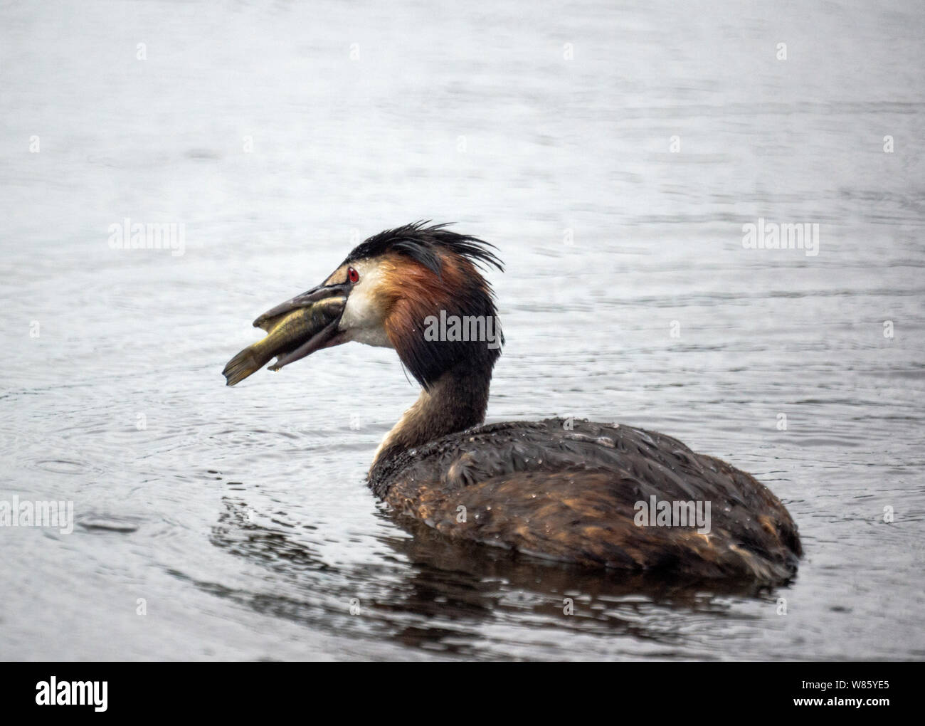 Grèbe huppé (Podiceps cristatus).des oiseaux adultes d'essayer de manger les poissons de grande taille. Brenne, au centre de la France. Banque D'Images