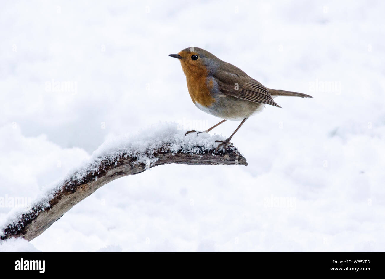 Robin (Erithacus rubecula aux abords) sur une branche dans la neige. Banque D'Images