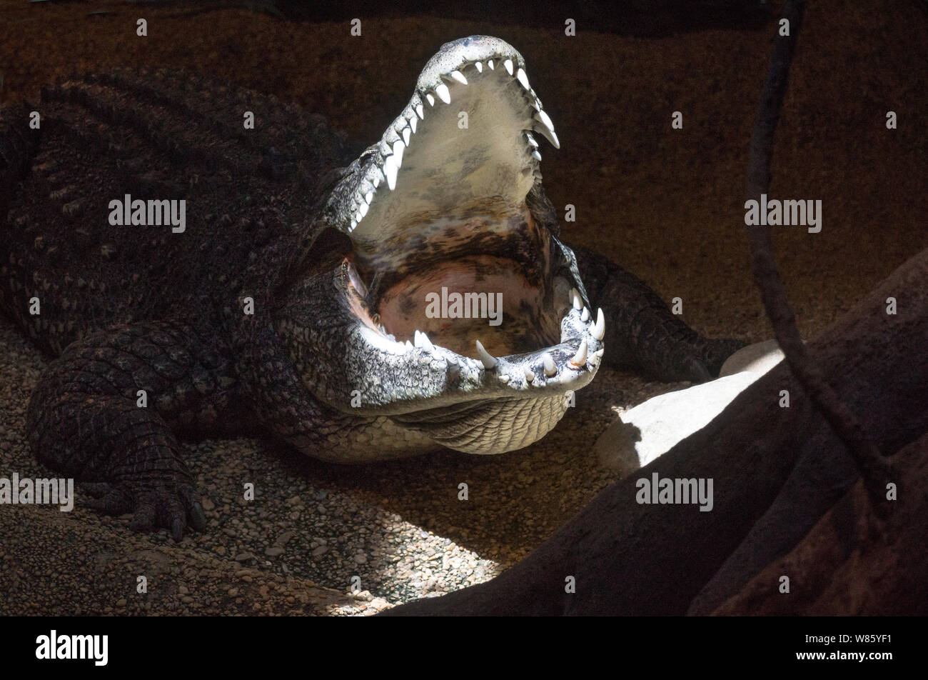 Crocodile de Cuba (Crocodyius rhombifer) au Zoo de Stockholm. La Suède.Cet animal est sur la liste de l'UICN comme En danger critique d'extinction dans la nature. Banque D'Images