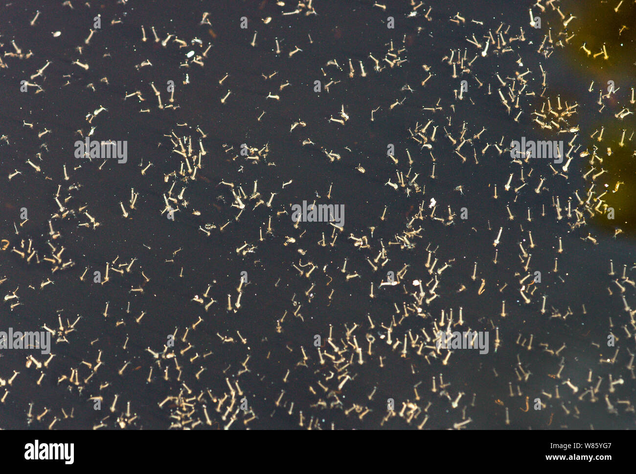 Les larves d'insectes,(Culux molestus).photographié dans le réservoir en verre après avoir été retiré d'un récipient de l'eau jardin.Sud Ouest France Banque D'Images