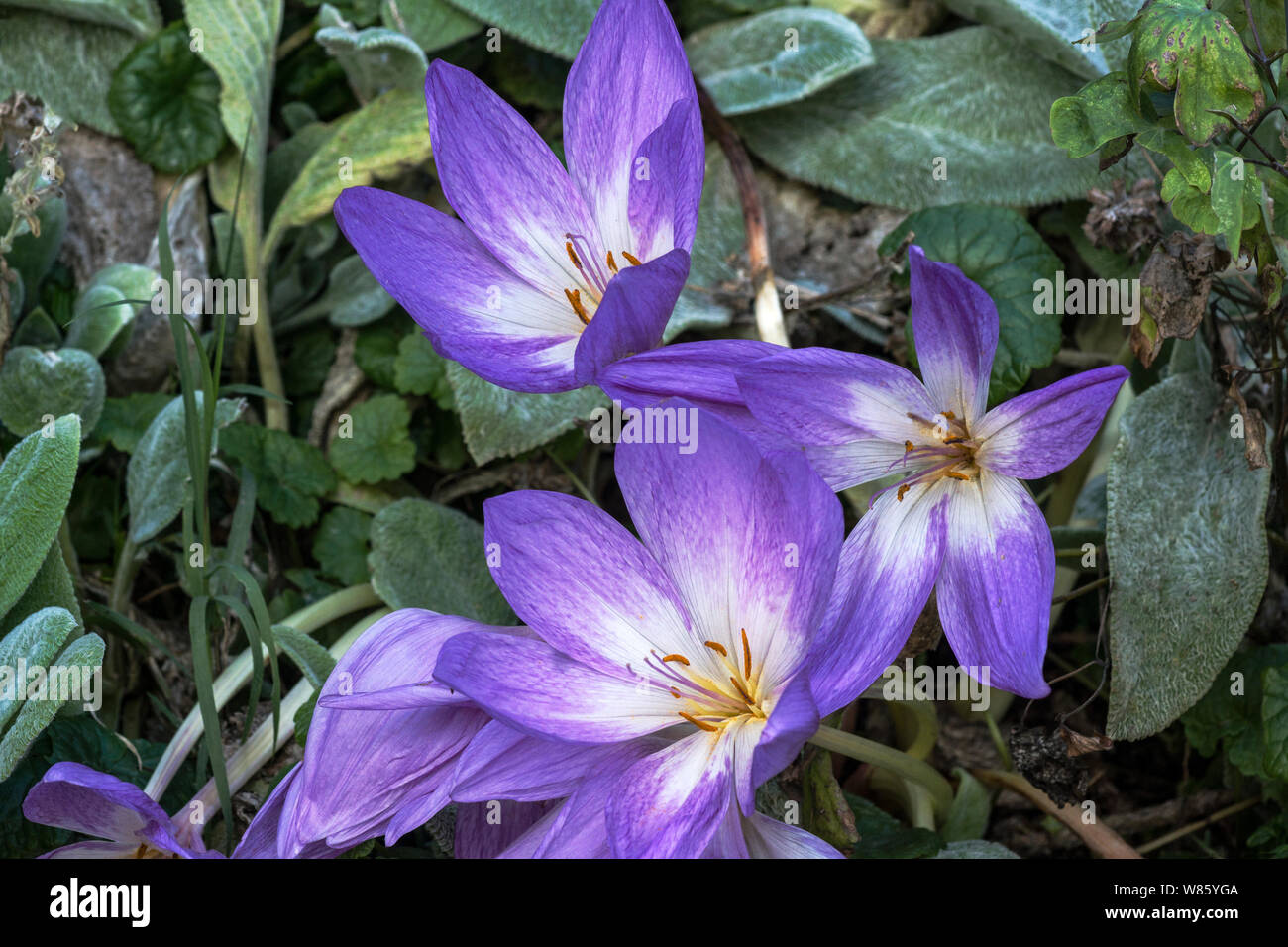 Les plantes. Tritelera hyacinthina syn Brodiaea hyacinthina. Un type de crocus fleur avec les fleurs nées avant les feuilles.le sud-ouest de la France. Banque D'Images