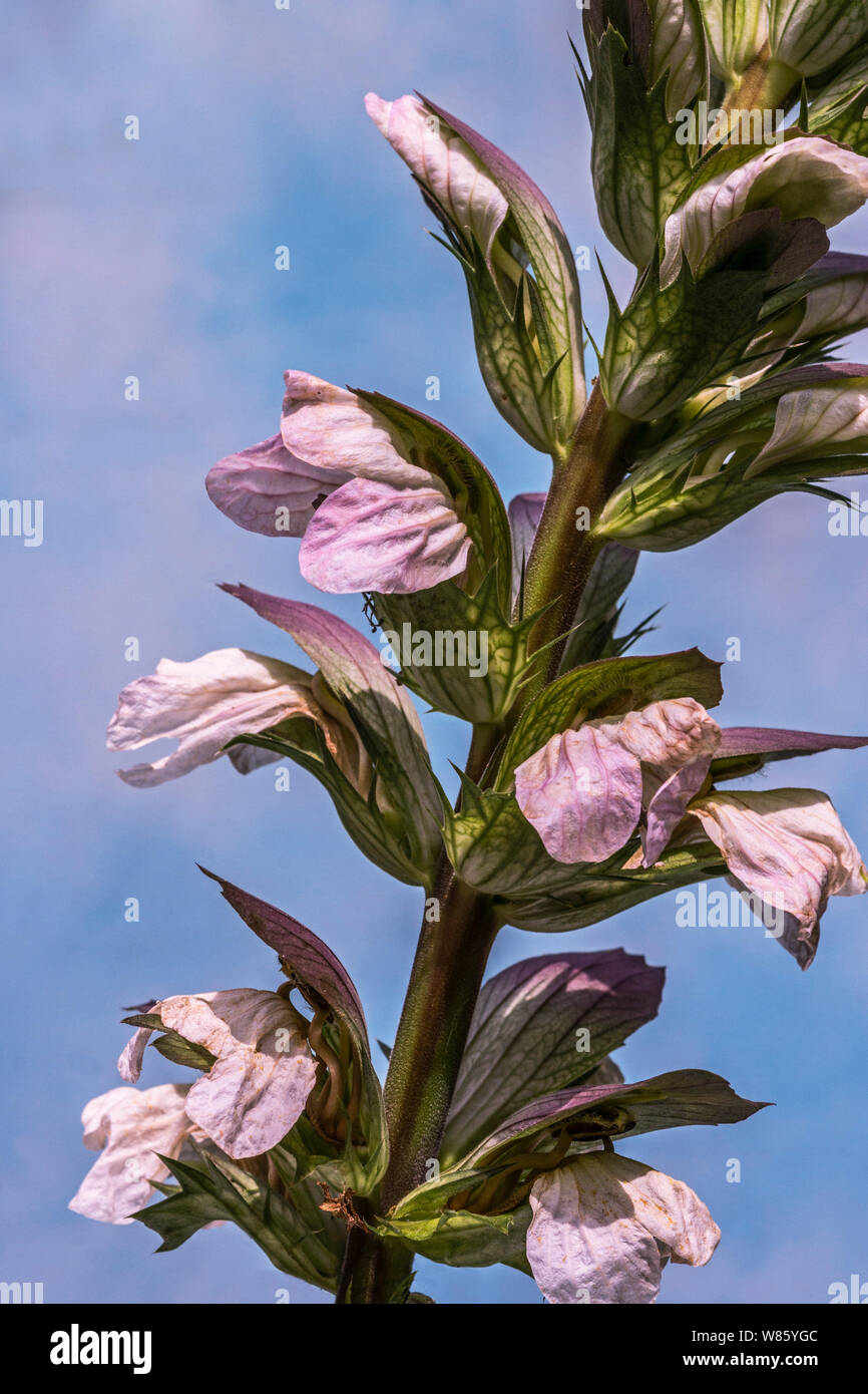 Usine.Bear's Culottes (Acanthus spinosus).Section d'une tige fleurie.le sud-ouest de la France. Banque D'Images