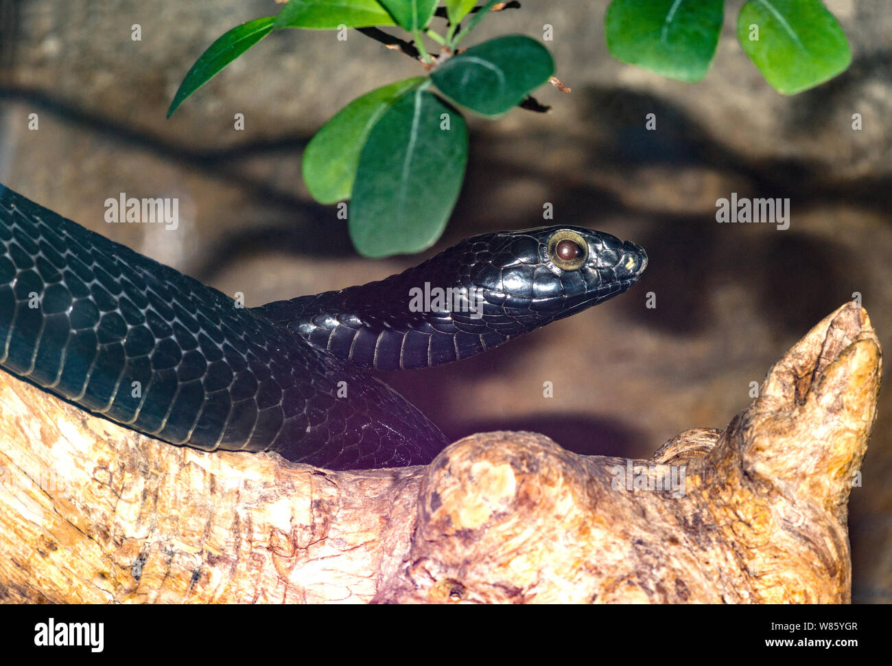Les Reptiles. Serpent. Une forme noire de la Boomslang serpent (Dipholidus typus).Un très venimeux serpent d'accrobranche trouvés en Afrique tropicale. Banque D'Images