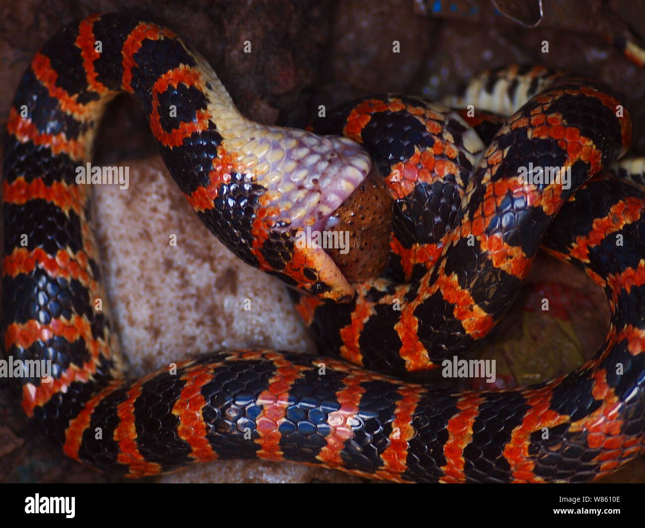 Un serpent rouge et noir Lycodon mange un crapaud dans le puits à la maison d'un fermier chinois à Beijing, Chine, 29 août 2016. Un serpent était rouge et noir Banque D'Images