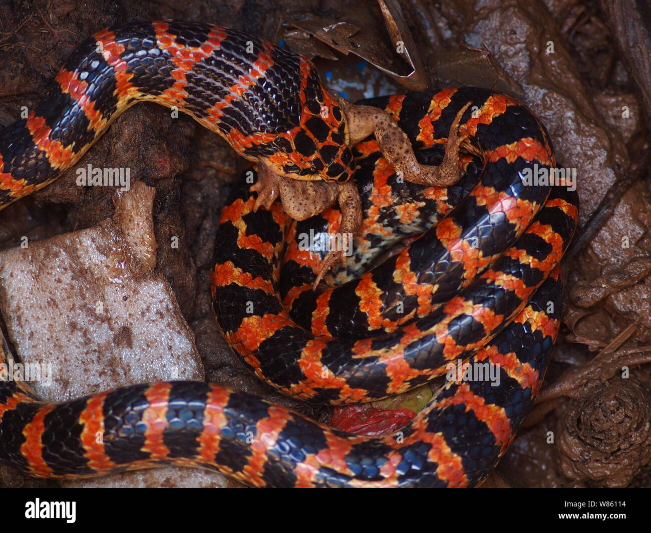 Un serpent rouge et noir Lycodon mange un crapaud dans le puits à la maison d'un fermier chinois à Beijing, Chine, 29 août 2016. Un serpent était rouge et noir Banque D'Images