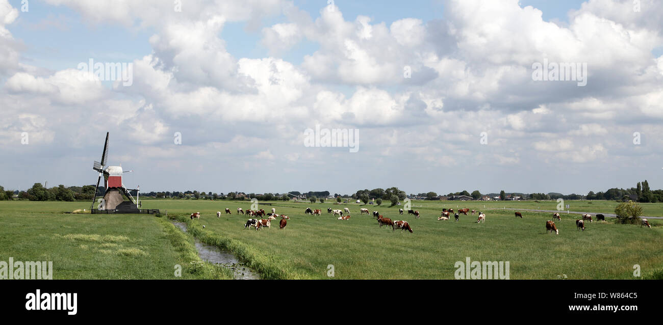 Les vaches paysage typiquement hollandais,champs ouverts un canal et un moulin à vent hollandais.Panorama du paysage pittoresque typique des Pays-Bas en été avec l'herbe verte meadows Banque D'Images