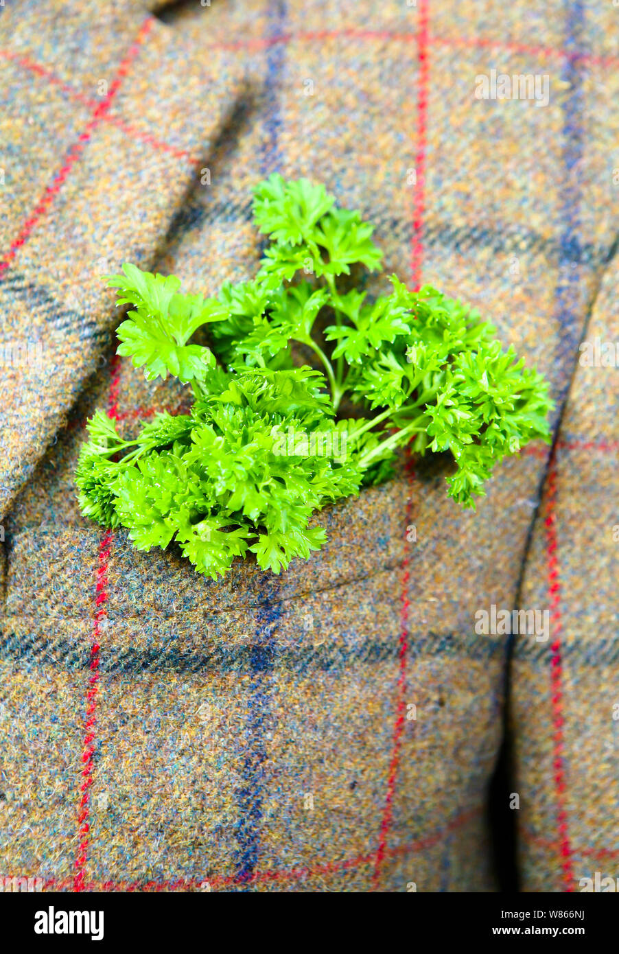 Un brin de persil dépassant du haut de la poche de veste en tweed Banque D'Images
