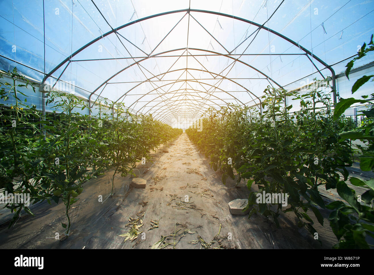 Des rangées de plants de tomates à l'intérieur de plus en plus grande des émissions industrielles. L'agriculture industrielle. Banque D'Images