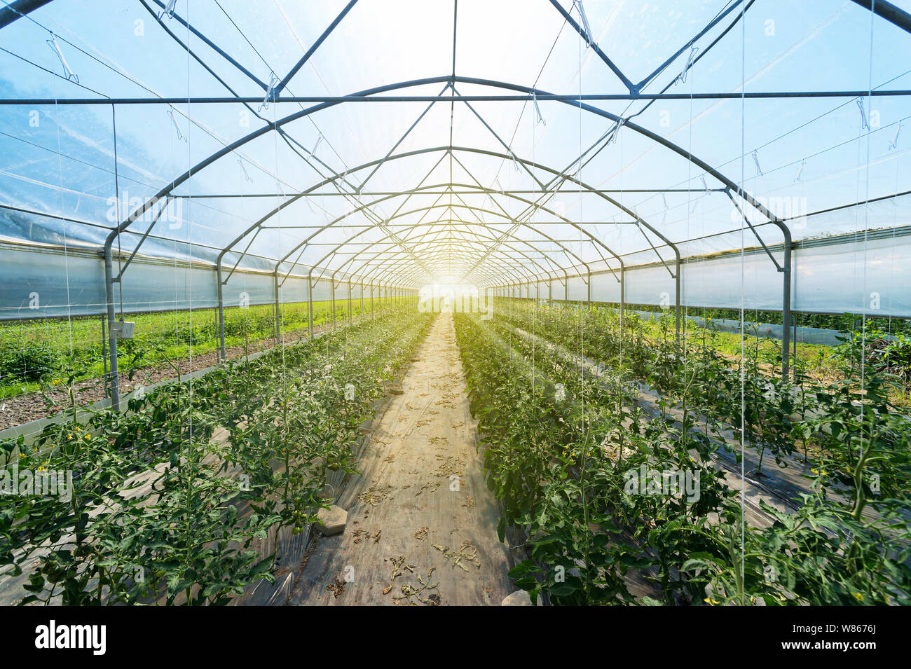 Des rangées de plants de tomates à l'intérieur de plus en plus grande des émissions industrielles. L'agriculture industrielle. Banque D'Images