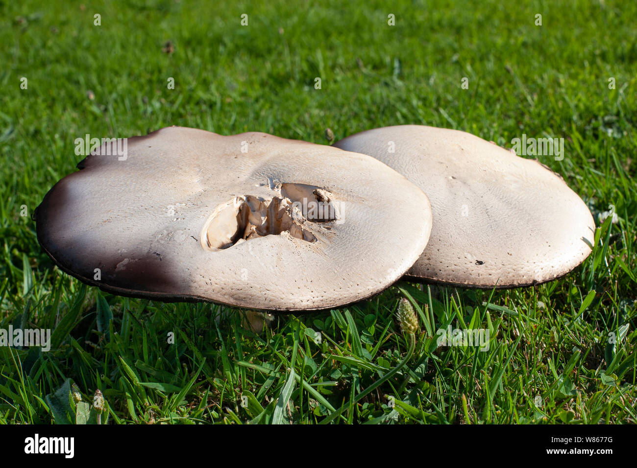 Les champignons poussant sur un jardin pelouse Banque D'Images