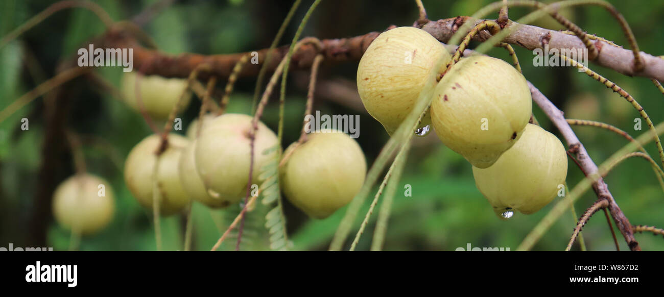 L'amla poussant sur un arbre. L'amla, Emblica officinalis, groseilles indiennes. Phyllanthus emblica, emblic, emblic myrobalan Banque D'Images