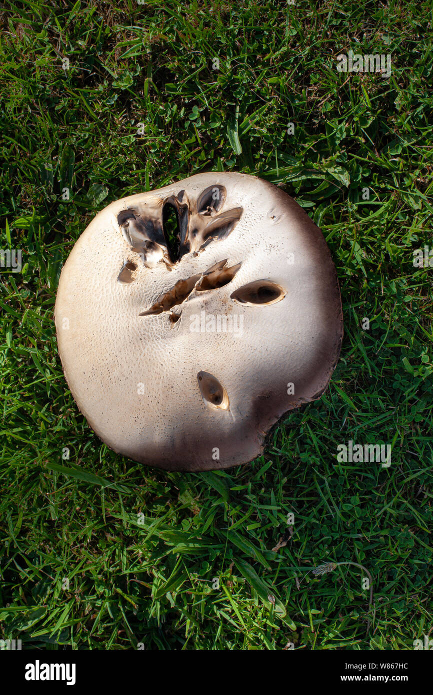 Les champignons poussant sur un jardin pelouse Banque D'Images