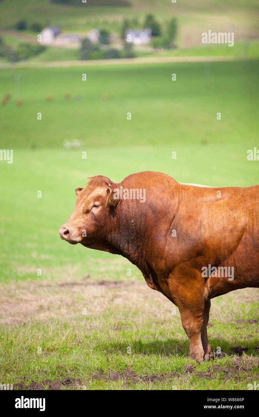 Taureaux dans un champ sur une ferme de bétail dans les highlands écossais. Banque D'Images