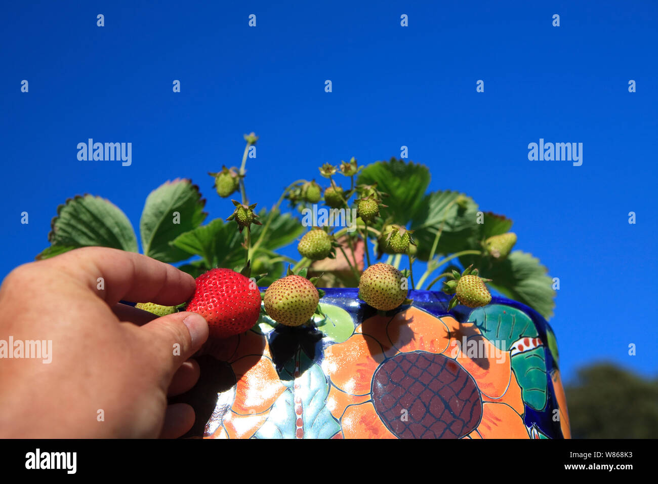 Belle luscious à parfaite maturité de la fraise au soleil d'été Banque D'Images