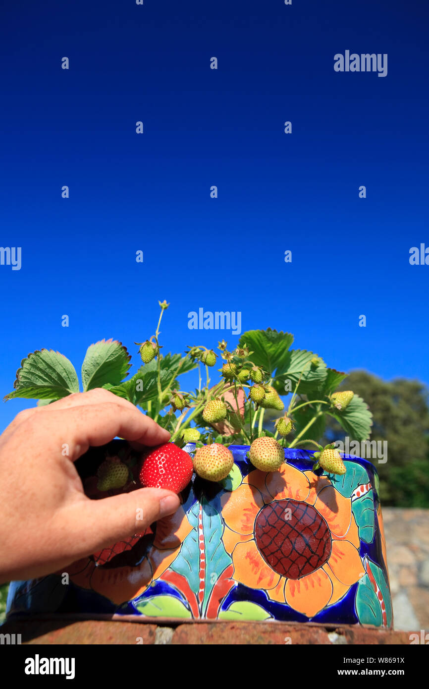Belle luscious à parfaite maturité de la fraise au soleil d'été Banque D'Images