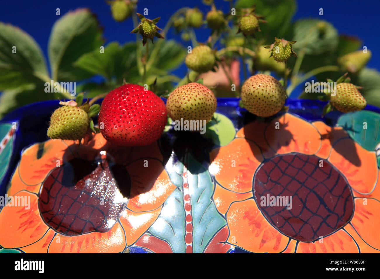 Belle luscious à parfaite maturité de la fraise au soleil d'été Banque D'Images