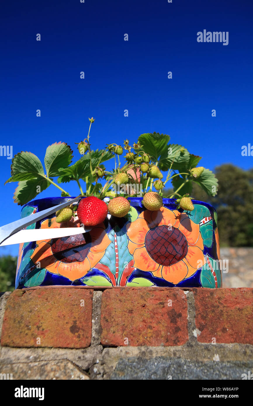 Belle luscious à parfaite maturité de la fraise au soleil d'été Banque D'Images