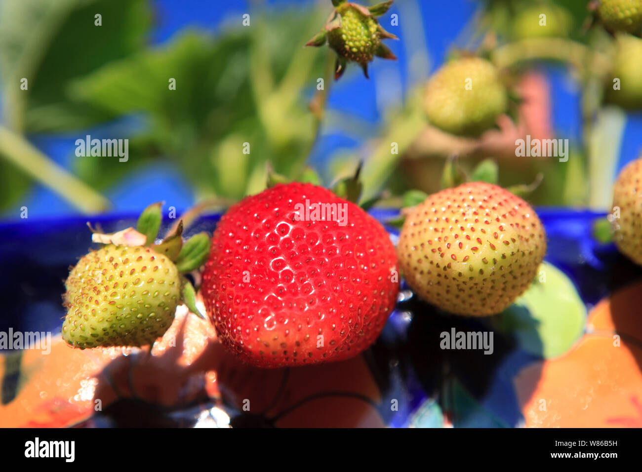 Belle luscious à parfaite maturité de la fraise au soleil d'été Banque D'Images