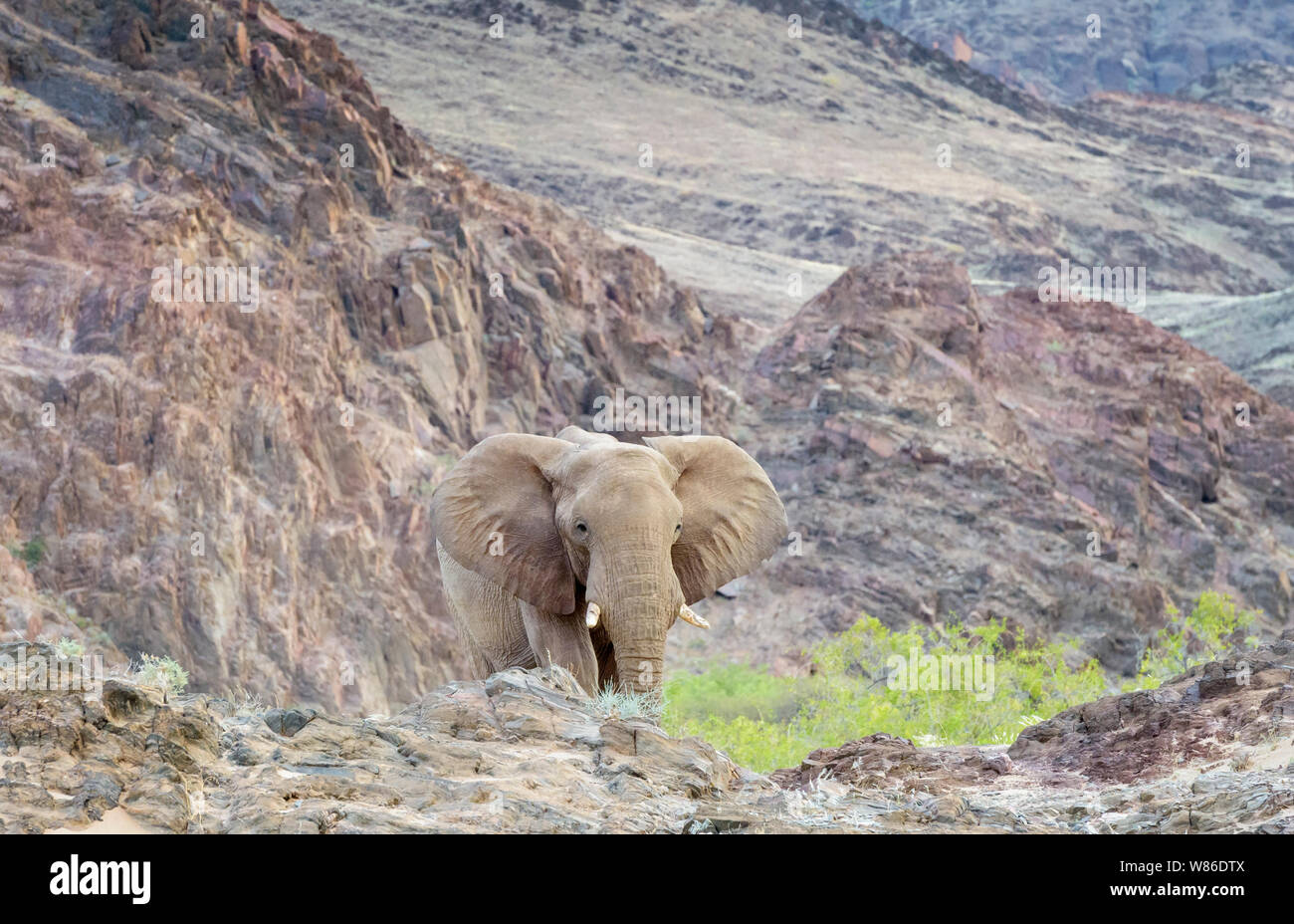 L'éléphant africain (Loxodonta africana), bull-Désert éléphants adapté marche sur rocky mountain cliff, Hoanib, désert, Namibie Kaokoland Banque D'Images