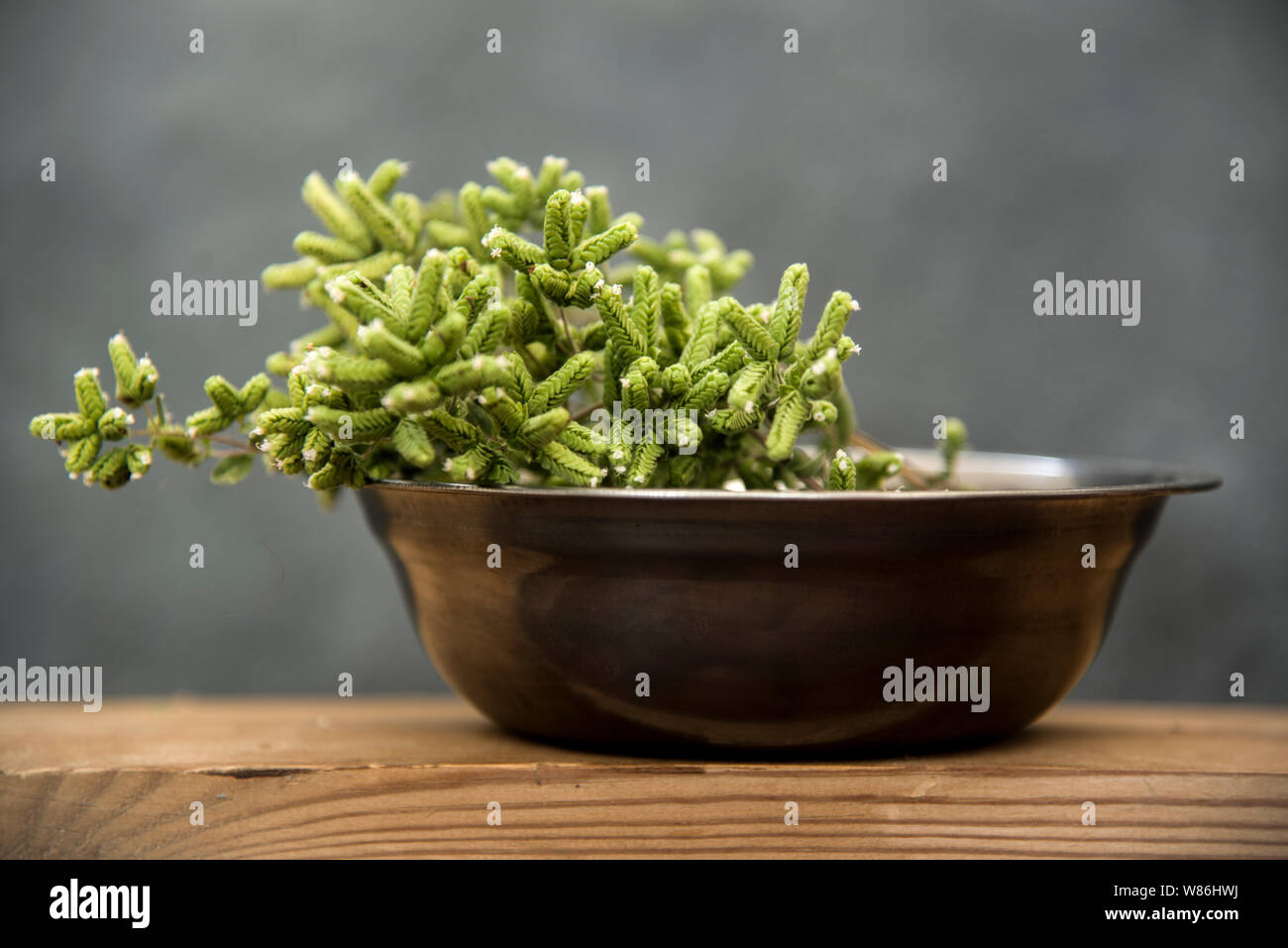 Origan vert en fleurs dans un bol en acier Banque D'Images