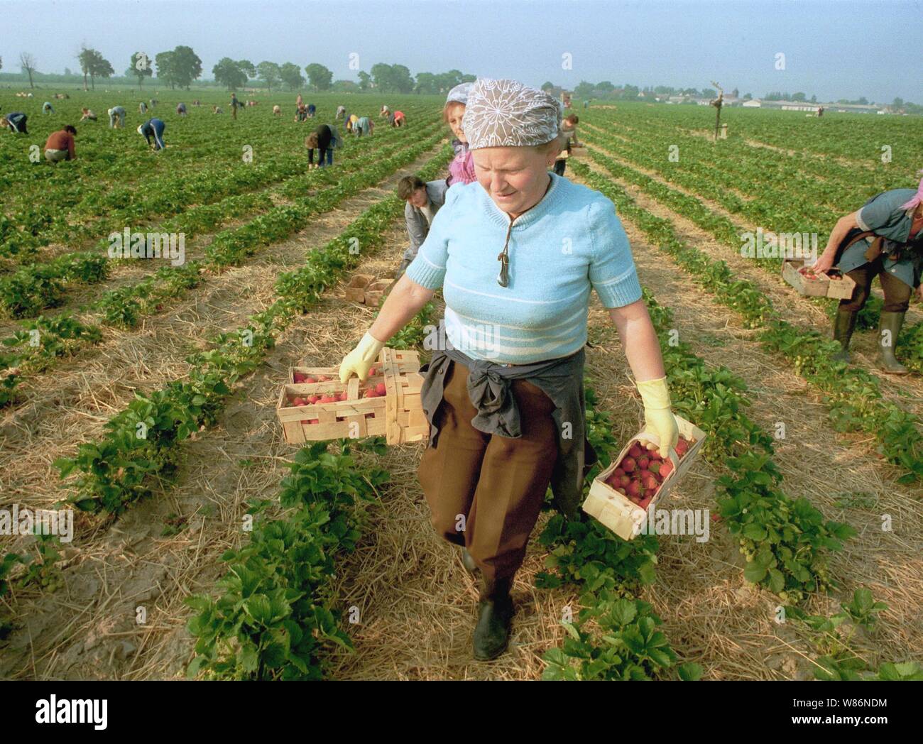 01 janvier 1990, Berlin, Glindow : Brandenburg/RDA/Agriculture/1990 GPG-Glindow (Gaertnerische Poduktions-Gesellschaft près de Potsdam). Récolte de fraises. Les fraises sont recueillies dans des coutres de puce, puis repris par un tracteur avec remorque. En plus des ouvriers saisonniers de Pologne, les pensionnés de la RDA ont été également employés. Les travailleurs polonais dans le domaine. Meilleure qualité d'image ; prise de vue exacte pas de date connue. Photo : Paul Glaser/dpa-Zentralbild/ZB Banque D'Images