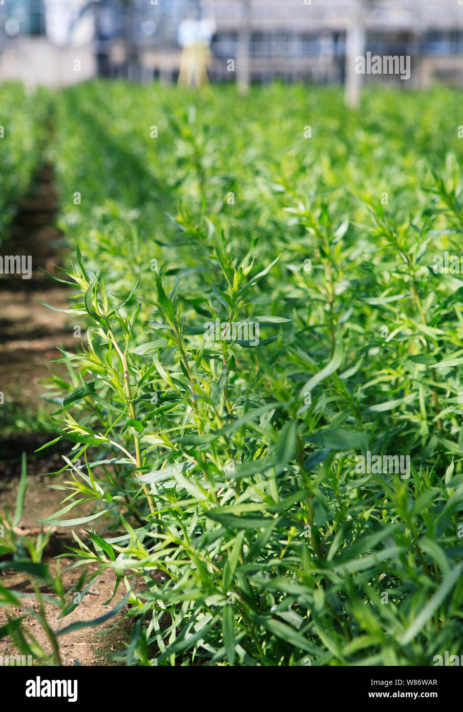 Herbes estragon plantes poussant dans une serre commerciale Banque D'Images