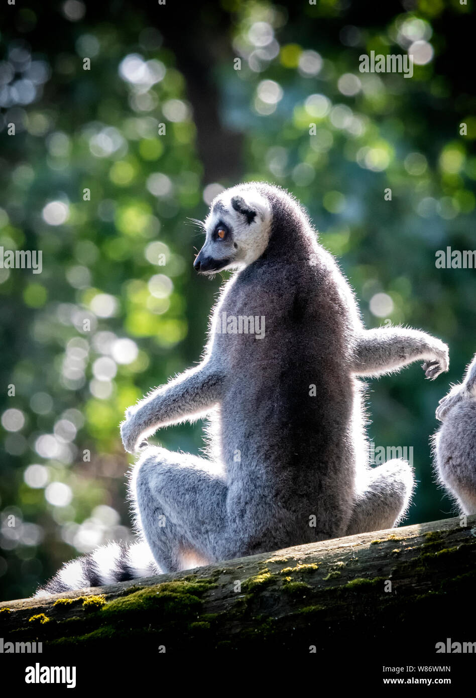 Une espèce en voie d'Ring-Tail Lemur (Lemur catta) assis sur la branche d'un arbre Banque D'Images