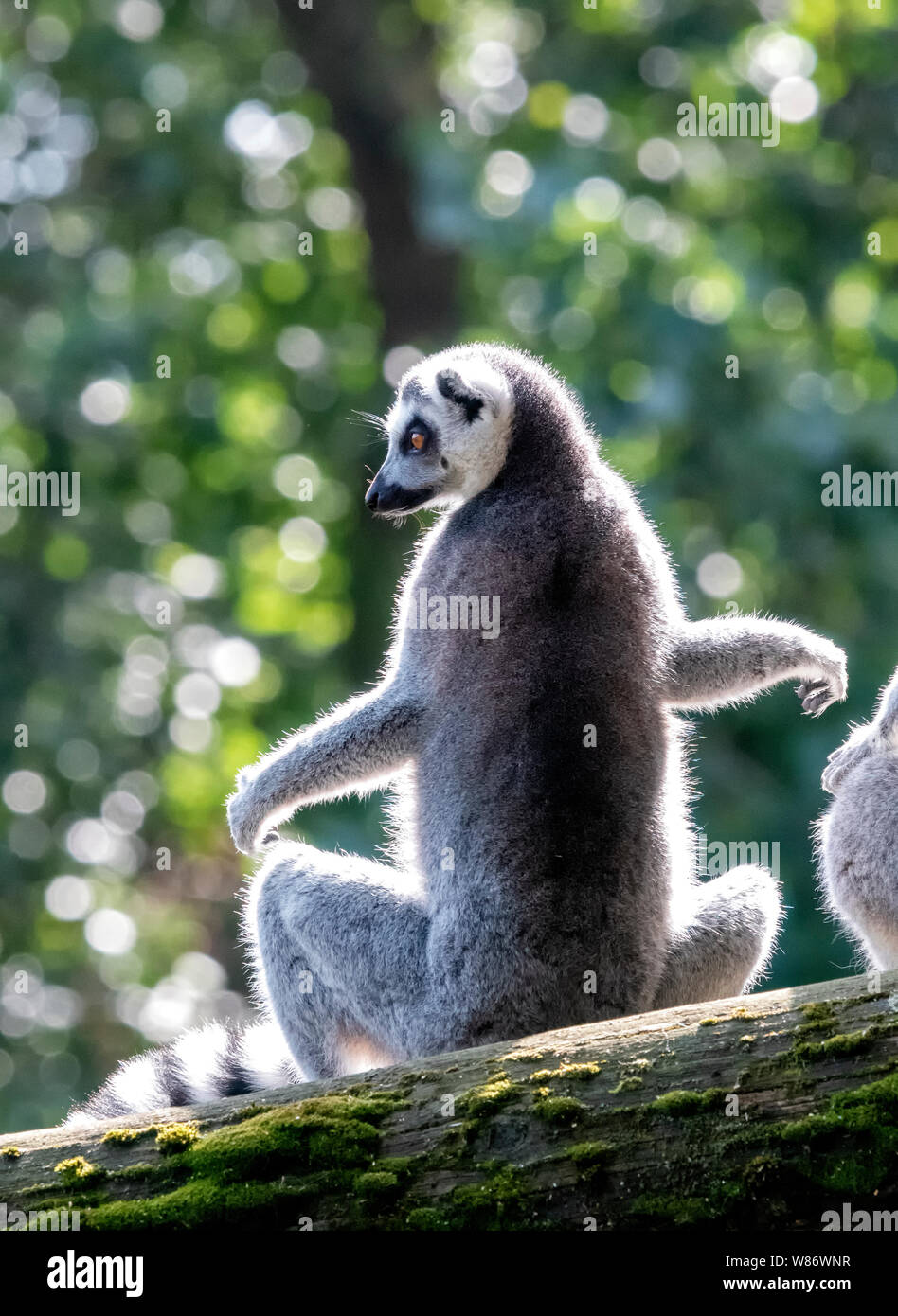 Une espèce en voie d'Ring-Tail Lemur (Lemur catta) assis sur la branche d'un arbre Banque D'Images
