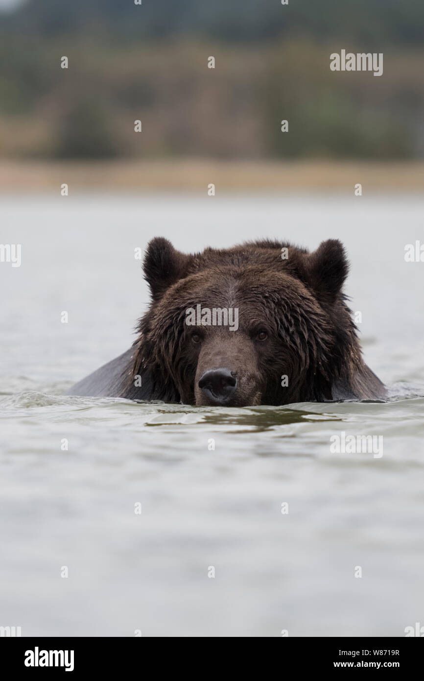 Ours brun européen ( Ursus arctos ) natation, baignade, jouant dans l'eau, dans un lac, à l'Europe. Banque D'Images