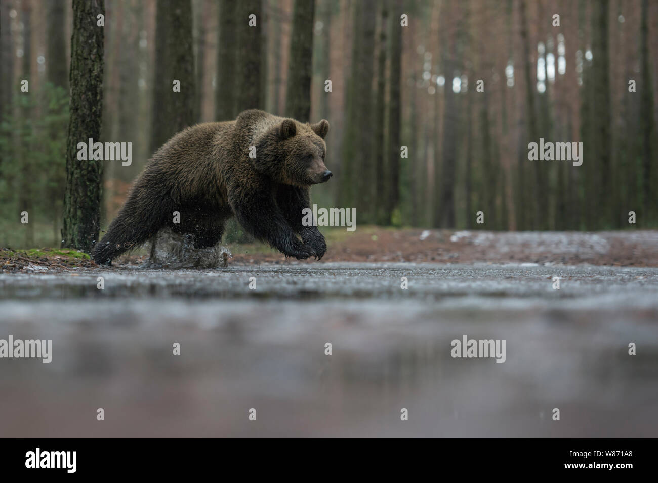 Ours brun eurasien ( Ursus arctos ), les jeunes adolescents, CUB, courir, sauter par le biais d'une flaque, traversée d'une route forestière en hiver, l'Europe. Banque D'Images
