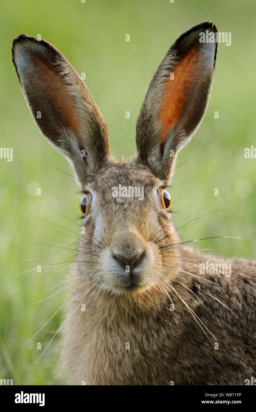 Lièvre brun / lièvre européen / Feldhase ( Lepus europaeus ) regarder surpris, funny close up, détaillée vue frontale, la faune, l'Europe. Banque D'Images