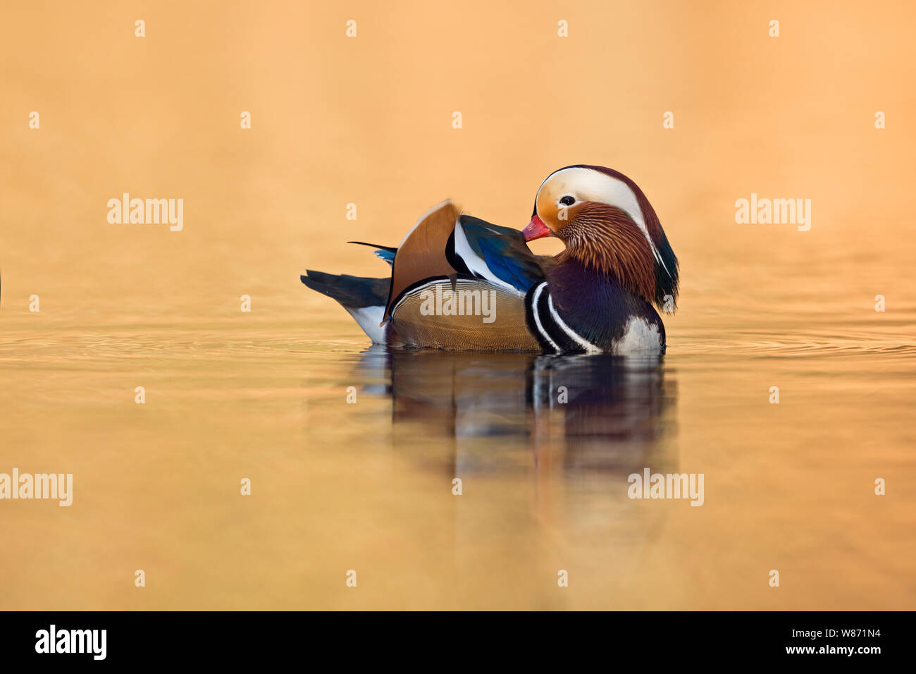 Canard Mandarin ( Aix galericulata ), joli mâle, drake colorés, ses plumes de nettoyage, prendre soin de son plumage, golden Octobre lumière, l'Europe. Banque D'Images